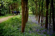 Bluebell Woods near Castle Howard - May 2010